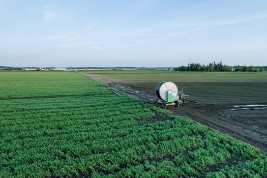 Peas are watered in the field. Protection from drought, green pea plantations. Agriculture.