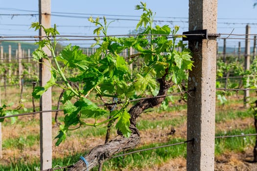 Garter of grapes to the trellis, concrete posts and steel wire are installed for the garter of grape vines in the vineyard. Caring for grapes that already have green leaves and fruit ovaries.