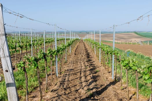 A large young vineyard on hilly terrain. Natural background. Grape plants are planted in equal rows and tied. Caring for the vine.