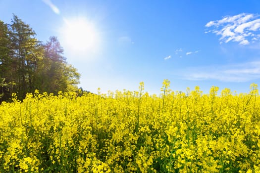 Sun rays over yellow rapeseed flowers. Rape field, oil crop has blossomed. Agrarian field.