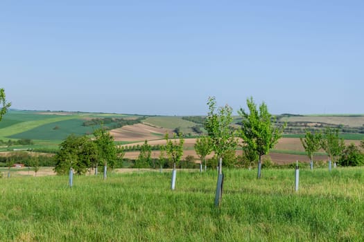 A young orchard in a hilly area. Moravian Tuscans of the Czech Republic.