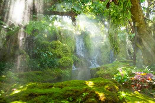 Beautiful spring moss and fern in the garden under big trees, Chiang Mai, Thailand