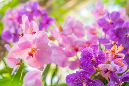 Closeup the orchids at orchid show at the Botanical Garden in the Spring.
