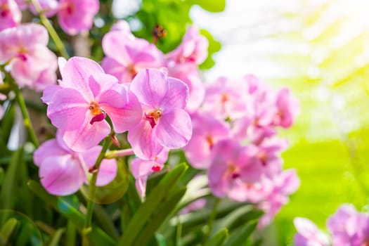 Close up the pink orchids with sunlight.