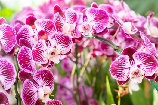 Flowers beautiful purple orchid phalaenopsis.