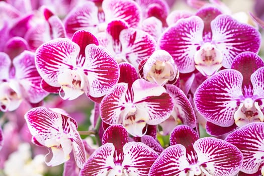 Phalaenopsis Orchid Flower in garden.