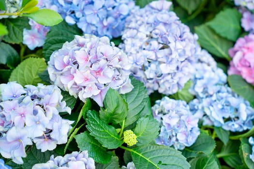 Close-up the hydrangea flower heads in garden.