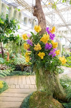 Yellow and purple Phalaenopsis orchid on big tree in garden