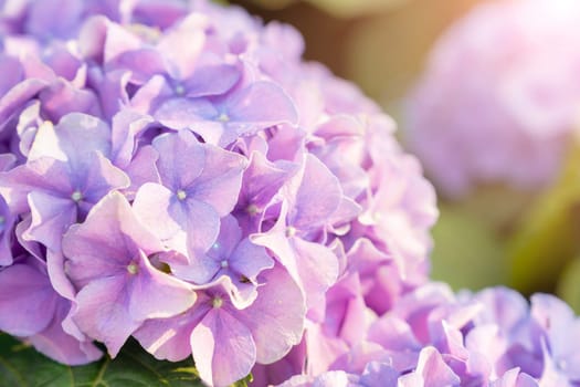Blooming hydrangea or hortensia flowers with gentle fragrance and fragile fresh warm pink and violet petals