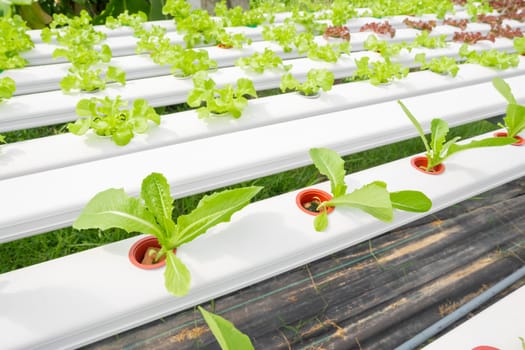 Hydroponics green vegetable Organic farming Hydroponics vegetable grow naturally Healthy Food