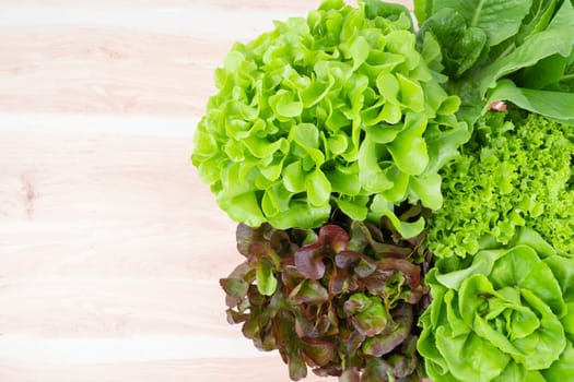 Group of Hydroponic vegetables on wooden background. Green butter head, Red Oak, Green Oak, Green coral and Green cos Lettuce.