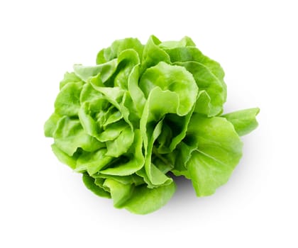 Fresh organic butterhead lettuce isolated on white background
