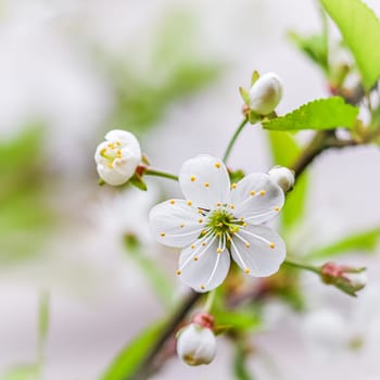 Beautiful white plum flowers in a spring garden on a sunny day