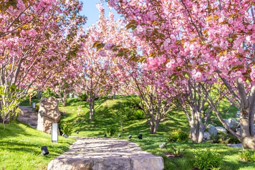 Double cherry blossoms in full bloom. A tree branch with flowers against a blue sky and the sun shines through the flowers