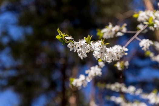 Selective focus of beautiful branches of white Cherry blossoms on the tree under blue sky,