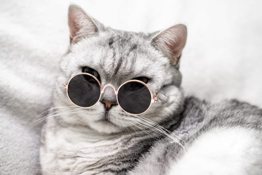 scottish straight cat in glasses, on a white background. Pets