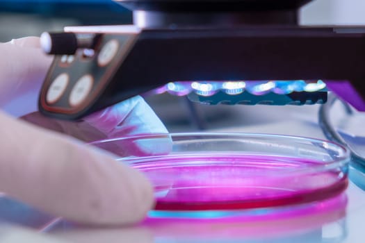 Microscope in a medical research center for analyzing sample. Scientist in rubber gloves testing samples in microchemical laboratory