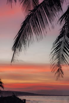 Palm tree and the ocean at sunset sunrise.