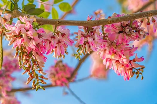 Pink flowers on a tree with the sky in the background.