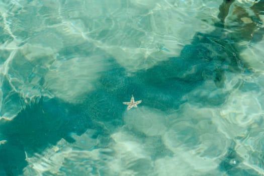 A starfish in clear water.