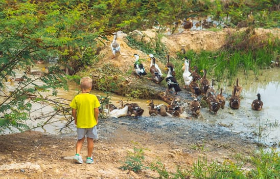 A boy watches a flock of ducks in a stream.