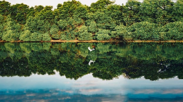 A lake with a white swan lake river water surface specular reflection summer day sunny forest.