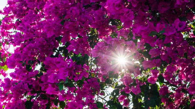 Bougainvillea flowers in the sunlight rays of the sun through foliage petals pink dawn.