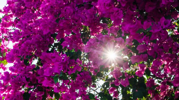 Bougainvillea flowers in the sunlight rays of the sun through foliage petals pink dawn.