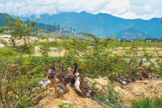 A flock of ducks are sitting on a mound in a field