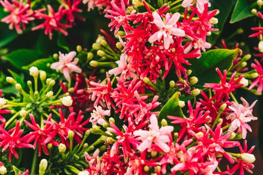 A close up of a plant with red flowers.