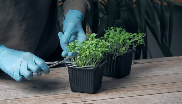 The concept of growing and using herbs. A young man holds and looks at young coriander sprouts. The theme of spring preparatory planting