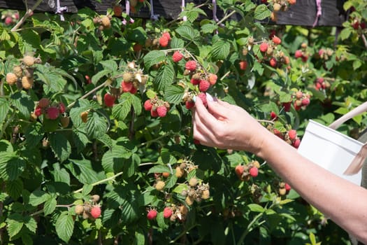 yung woman picks ripe raspberries in a basket, summer harvest of berries and fruits, sweet vitamins all year round. High quality photo