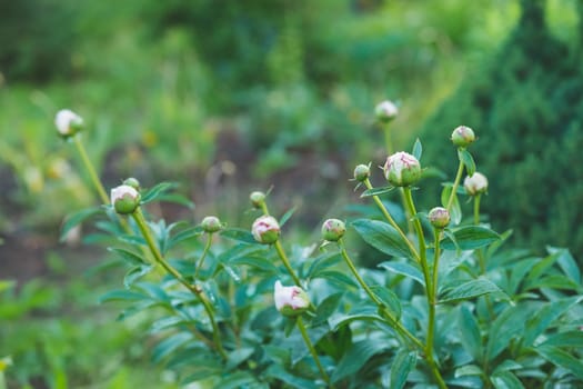 Pink peonies flower bloom on background of blurry white peonies in peonies garden.