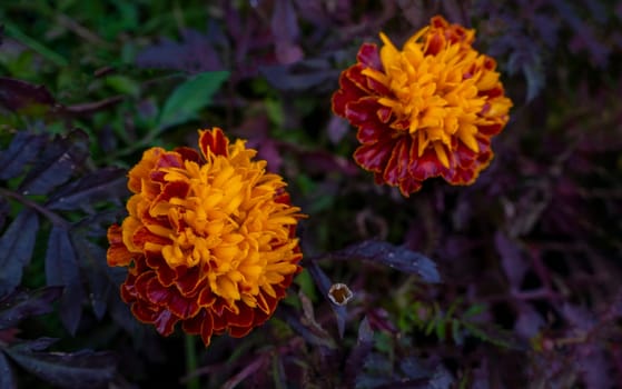 Marigold. Tagetes garden flowers in closeup shot. Ornamental yellow and orange petaled blossoms. Vibrant gardening image in spring. copy space, postcard