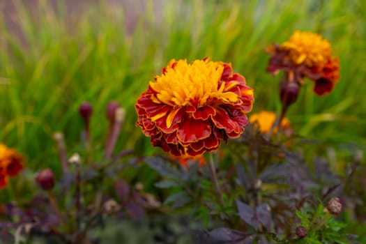 Marigold. Tagetes garden flowers in closeup shot. Ornamental yellow and orange petaled blossoms. Vibrant gardening image in spring. copy space, postcard
