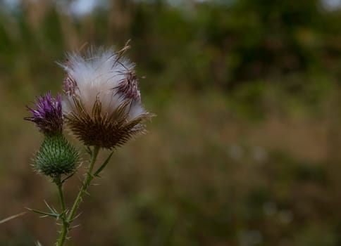 purple thistle flower is opening in nature