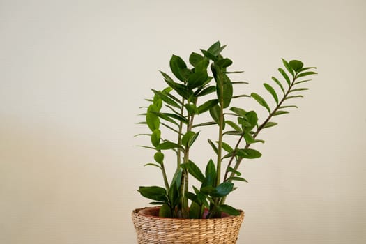 houseplant with green leaves in a straw flowerpot against the background of a light wall