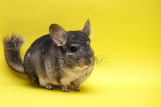 cute gray chinchilla sitting on a yellow background,