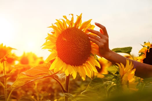 Young woman touches with her fingers a blooming sunflower in a field at sunset. Beauty in nature in the evening in a blooming field