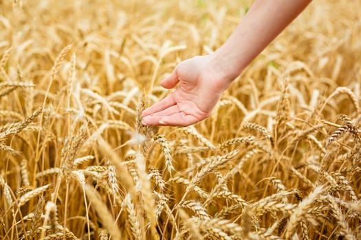 Woman hand touching wheat ears on field. Hands on the golden wheat field. Woman running her hand through some wheat in a field
