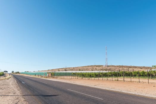 Vineyards next to road R359 near Marchand, in the Northern Cape Province. A cell phone tower is visible
