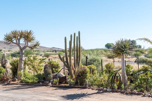 A succulent garden at Akkerboom Farm Stall, on road N14 between Kakamas and Keimoes, in the Northern Cape Province