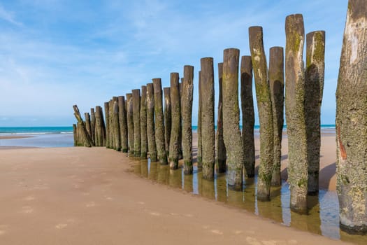wooden poles with moss and shells on the beach of wissant on the opal coast in northern france near cap gris nez and cap blanc nez