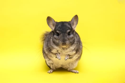 cute gray chinchilla sitting on a yellow background,