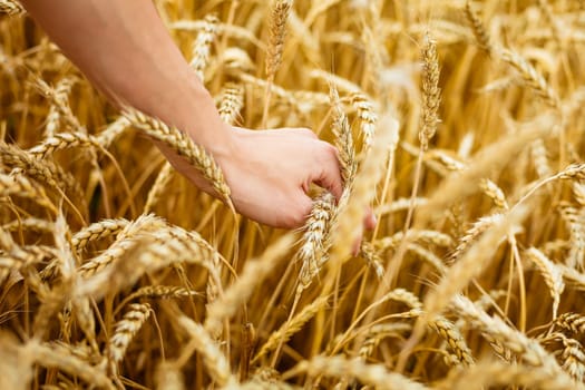 Woman hand touching wheat ears on field. Hands on the golden wheat field. Woman running her hand through some wheat in a field