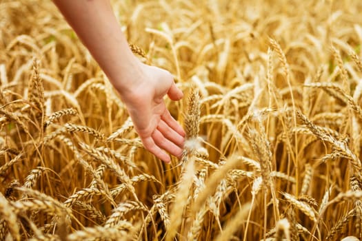 Woman hand touching wheat ears on field. Hands on the golden wheat field. Woman running her hand through some wheat in a field