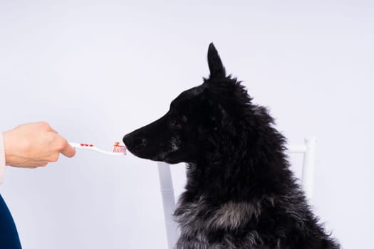 Brushing dog's teeth. Male hand holds animal toothbrush. Pet hygiene concept.