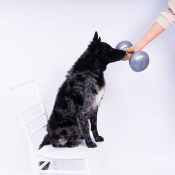 Mudi black dog in a white studio with dumbbell, active animal