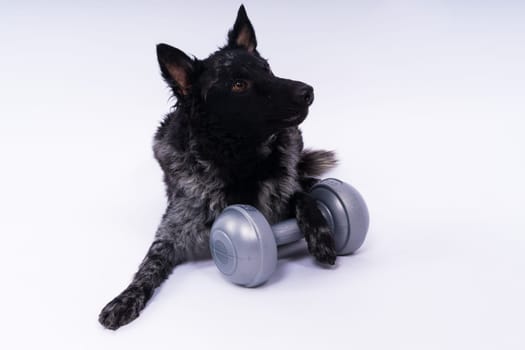 Mudi black dog in a white studio with dumbbell, active animal