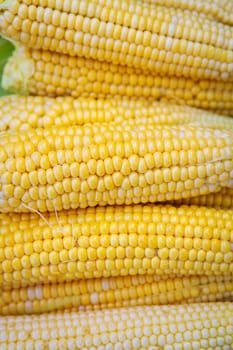 Collection of young yellow corn in summer. Harvesting from the vegetable garden. Agriculture. Close-up